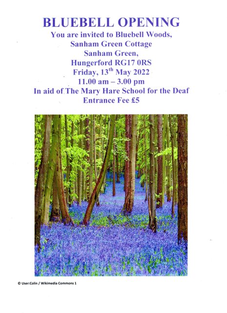 Bluebell Wood Sanham Green 13th May 2022